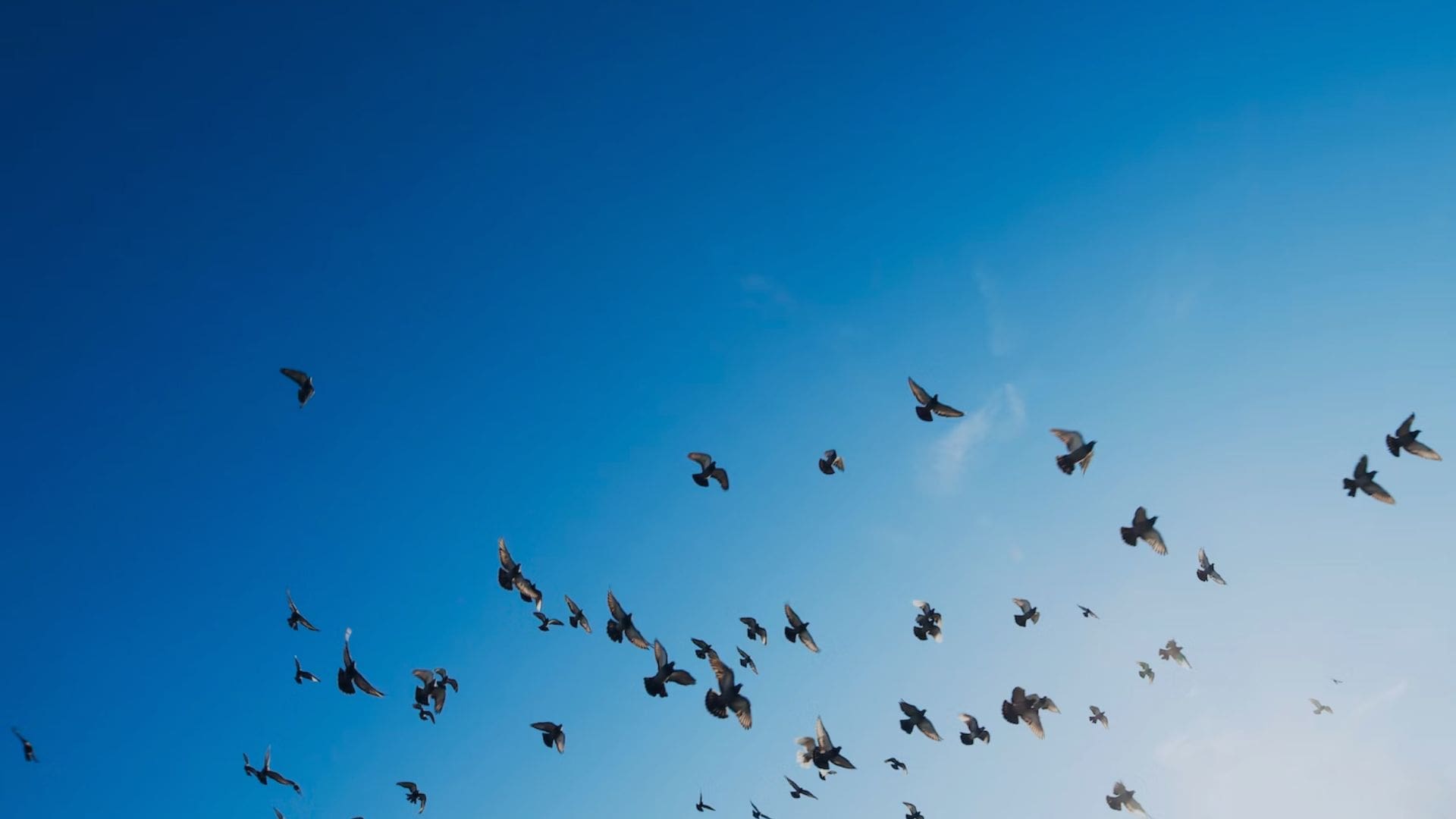 True Freedom: A Journey Through Galatians